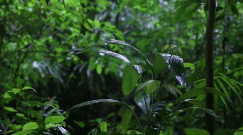 Jungle thunderstorm Stock Footage 55386726