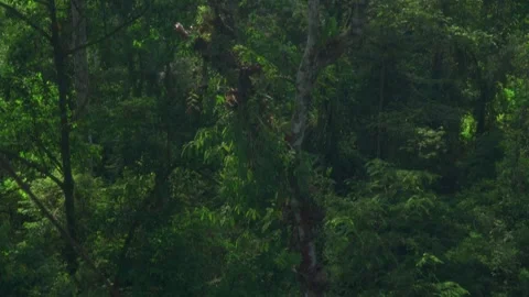Jungle Tilt Up Reveal Video stock 345021600