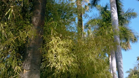 Jungle top view. Tree trunks, mast palm and bamboo. Stock Footage 195493410