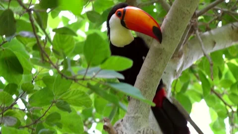 Jungle toucan in forest tree top canopy Video stock 136446085