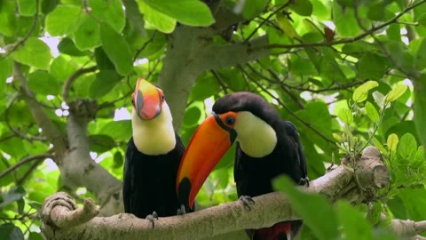 Jungle toucan pair in forest tree top canopy Stock Footage 136446325