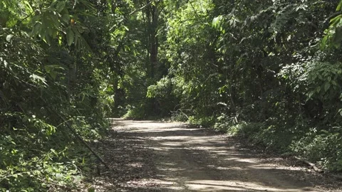 Jungle Track Butterflies Stock Footage 155262936