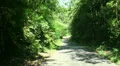 Jungle traffic tours Bali HD Footage