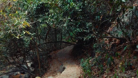 Jungle trail Stock Footage 109783135
