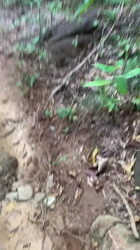 Jungle trail in Kho Phi Phi 库存影片 344768844