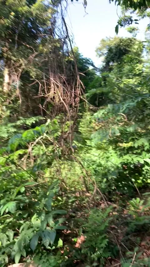Jungle trail in Kho Phi Phi Stock-Footage 344768851