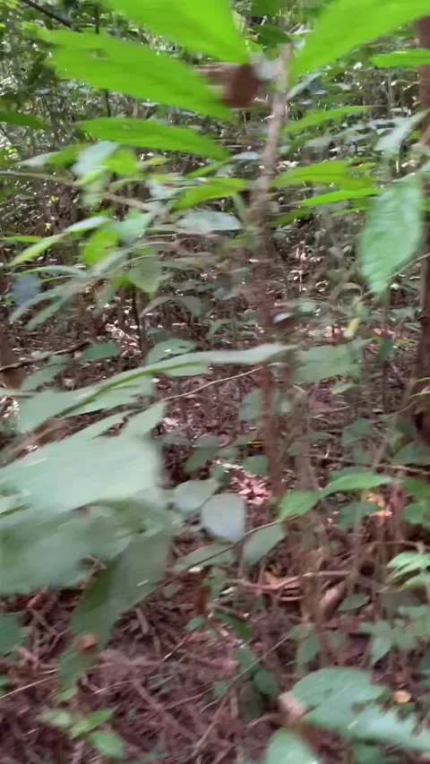 Jungle trail in Kho Phi Phi Stock Footage 344768874