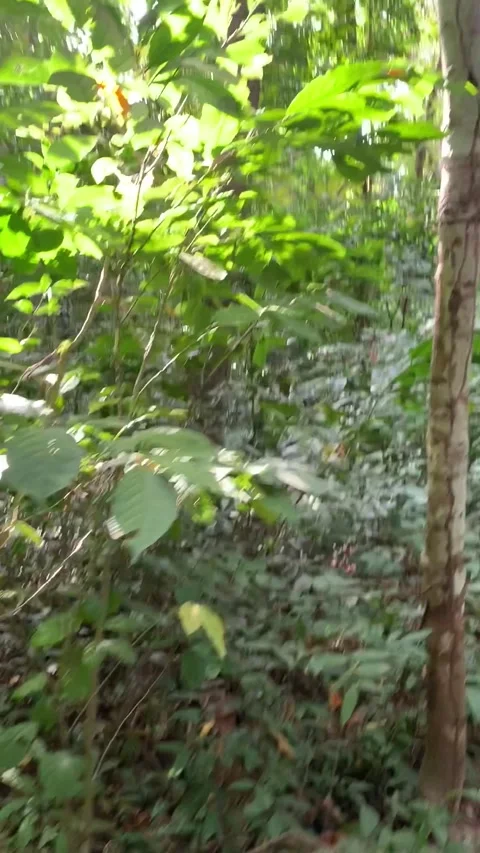 Jungle trail in Kho Phi Phi Stockbeeldmateriaal 344768879