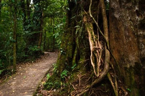 A jungle trail passing a large tree trunk. Stock Photos