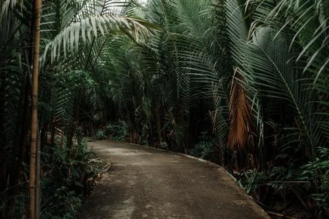 Jungle trail in the Philippines, dark green leaves Stock Photos