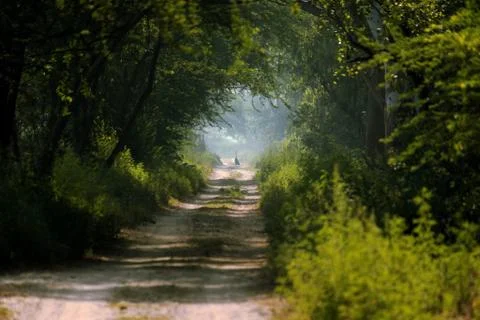 Jungle Trail Stock Photos