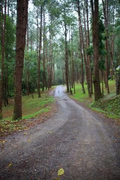 Jungle trail in pine forest 写真素材