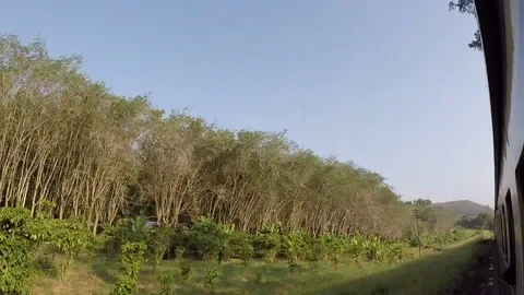 Jungle Train Stock Footage 75733959