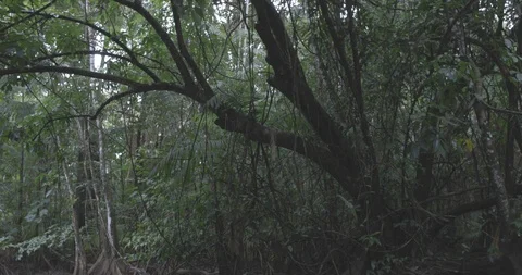 Jungle tree branches Video stock 101725436