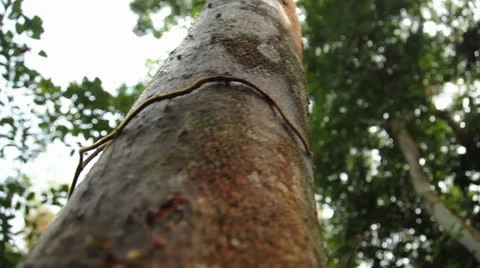 Jungle tree dolly Video stock 25488638