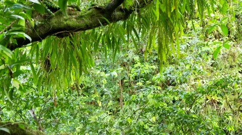 Jungle tree Stock Footage 56586030