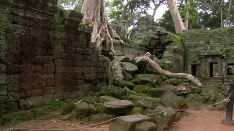Jungle tree has destroyed a temple wall while growing through it Video stock 940011