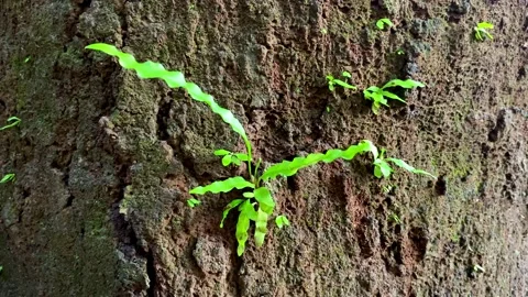Jungle tree microgramma attached to a tree Stock Footage 227070359