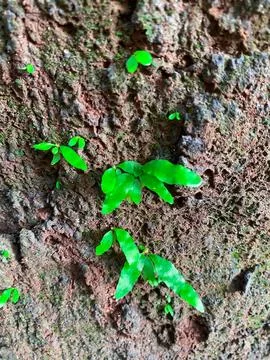 Jungle tree microgramma attached to a tree Stock Photos