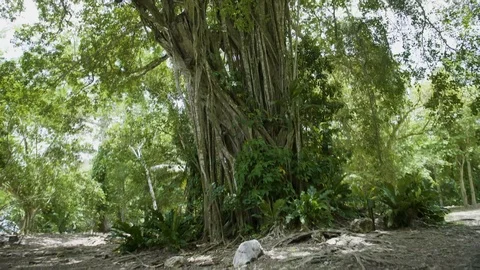 Jungle Tree Pan Up Stabilized Footage 4K Stock Footage 94471073