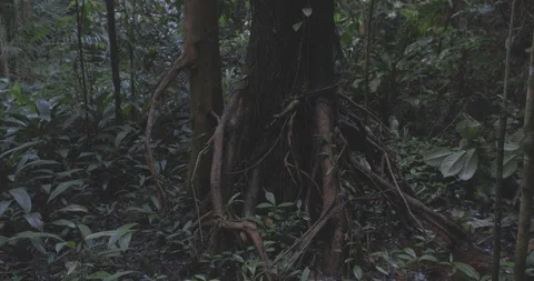 Jungle tree roots Video stock 101672039