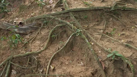 Jungle tree roots on forest floor. Thailand. Stock Footage 332628638