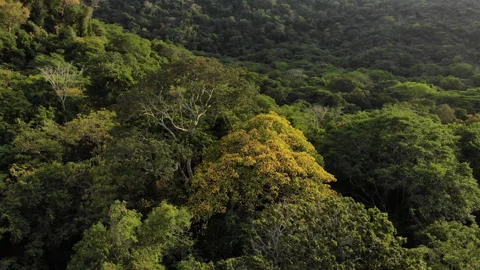 Jungle tree - rotation with tree in view to sea - Drona Tayrona Colombia 스톡 동영상 140151486