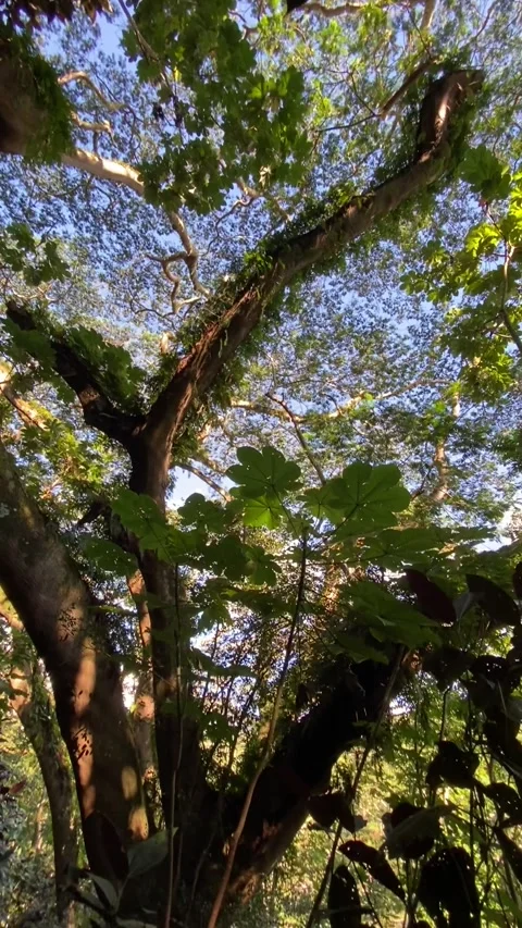 Jungle tree in Tahiti 库存影片 344546382