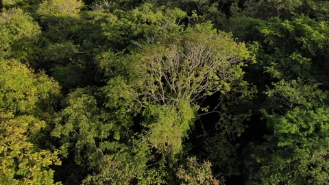 From jungle tree top to sunset flare - Drone Tayrona Colombia 스톡 동영상 140151529