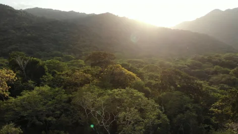 Jungle tree top sunset - forward ascend - Drone Tayrona Colombia 스톡 동영상 140151444