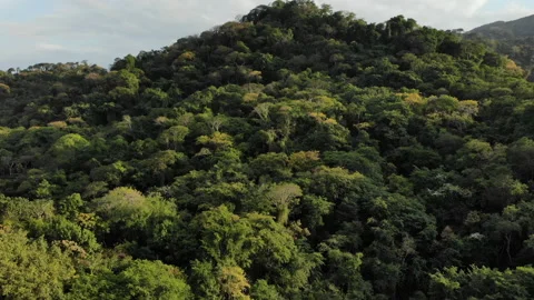 Jungle tree tops - approach - Drone Tayrona Colombia 스톡 동영상 140151496