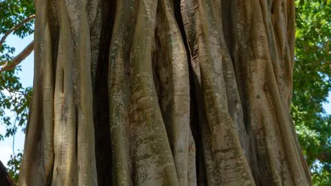 Jungle Tree Trunk Texture Close Up Photos