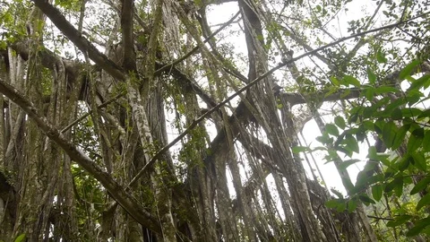 Jungle trees and vines pan tropical rainforest - Oahu Hawaii Stock Footage 82794634