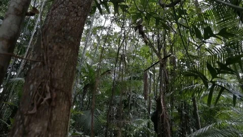 Jungle trees from below Video stock 101663245