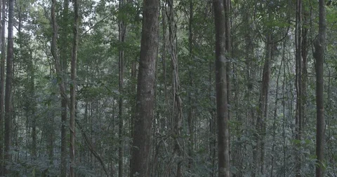 Jungle trees from below Stock Footage 101709957