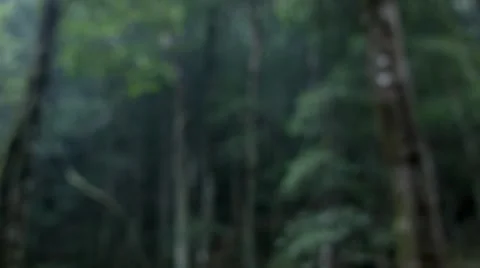 Jungle like trees &amp; boulders Vidéo 68491017