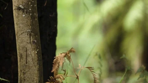Jungle trees focus pull Stock Footage 102807952