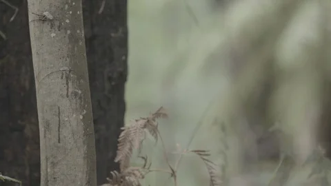 Jungle trees focus pull UNGRADED LOG Stock Footage 101764462