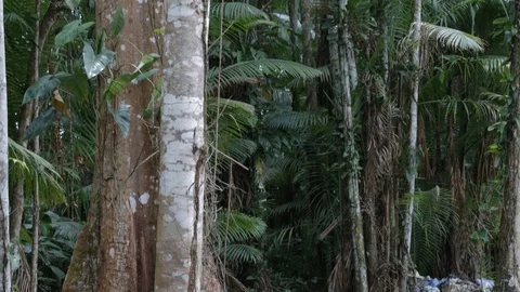 Jungle trees Video stock 101658766