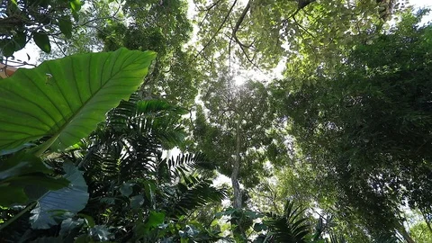 Jungle trees, leafs pattern with sun rays, amazing nature background 스톡 동영상 129992421