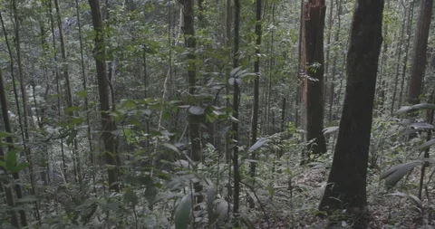 Jungle trees on mountain Stock-Footage 101674722