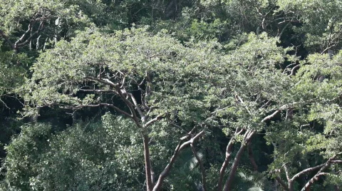 Jungle trees mountain Mexico P HD 4630 Stock-Footage 565601