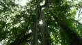 Jungle trees overhead HD Footage