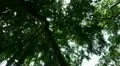 Jungle trees overhead rotation with sun HD Footage