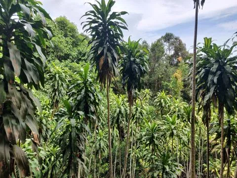 Jungle Trees Foto stock