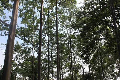 Jungle Trees Stock Photos