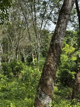 Jungle trees Foto stock
