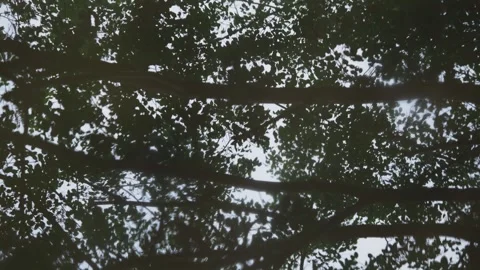 Jungle Trees Reflection on Dark Water Surface. Tropical Nature Background Stockbeeldmateriaal 334099883