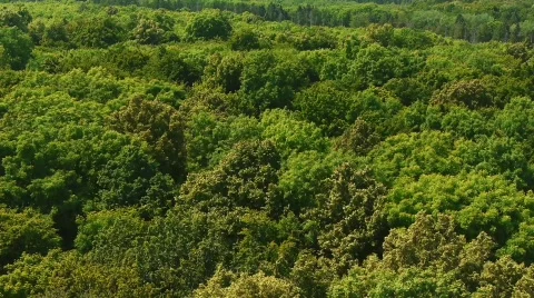 Jungle Trees Tree Tops Thuringia  Stock Footage 772230