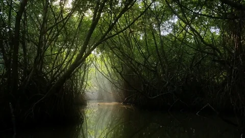 Jungle trees, tropical plants and green foliage of wild mangrove forest Stock Footage